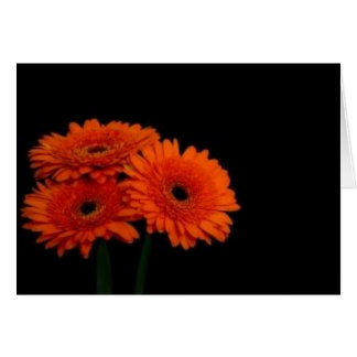 orange gerberas2 cards