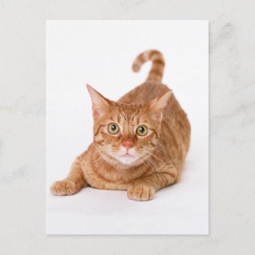 Orange Ginger Tabby Shorthair Cat Postcard