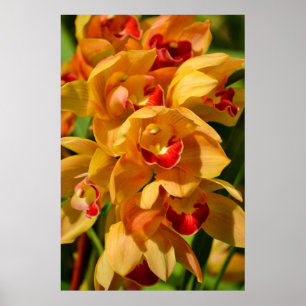 Orange Gold Orchids Flower Art Print