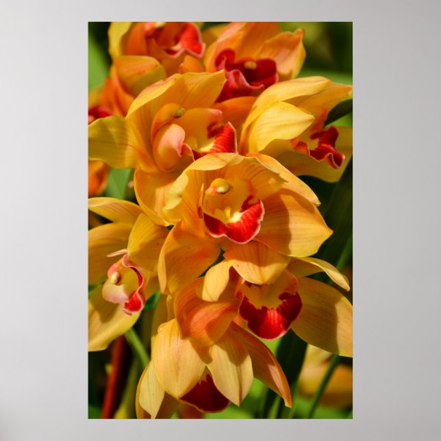 Orange Gold Orchids Flower Art Print (Front)