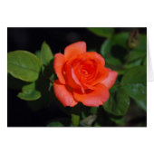 Orange Grandiflora Rose Card (Front Horizontal)