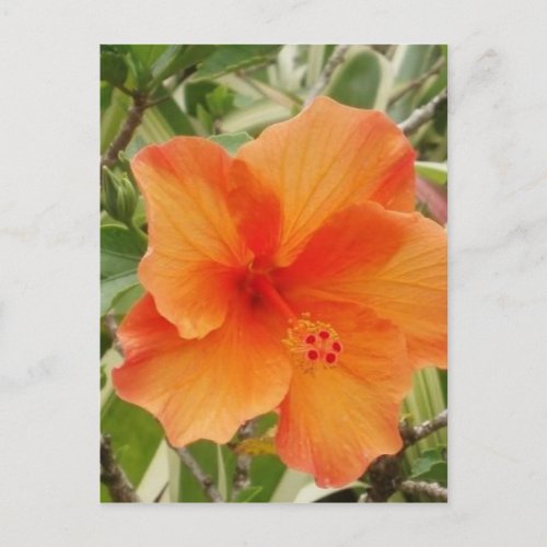 orange hawaii hibiscus plant postcard