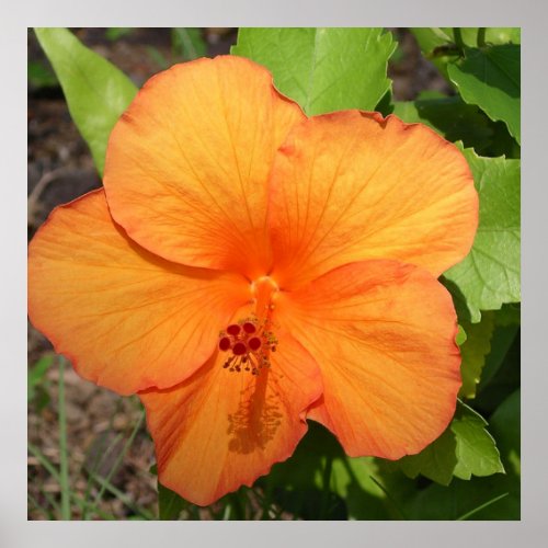 Orange Hawaiian Hibiscus Flower Poster Print