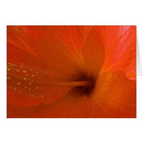 Orange Hibiscus Flower