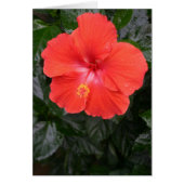 Orange Hibiscus Flower (Front)