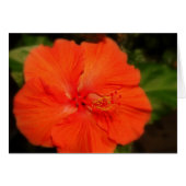 Orange Hibiscus Flower Card (Front Horizontal)