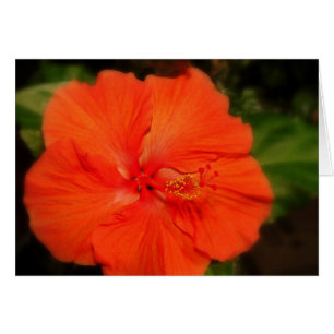Orange Hibiscus Flower Card
