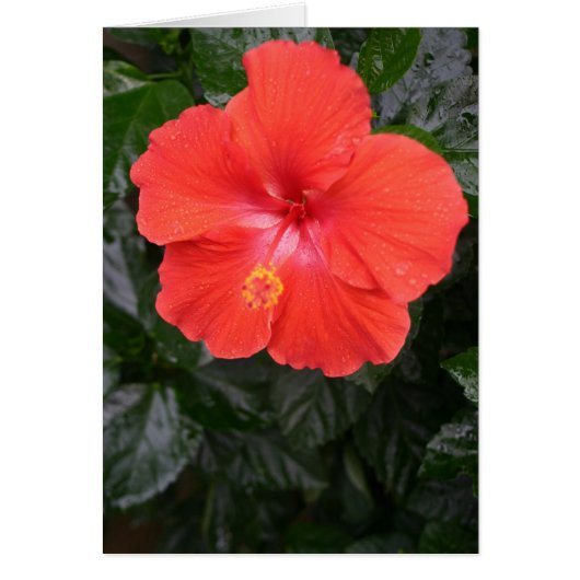 Orange Hibiscus Flower Cards (Front)