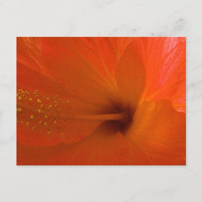 Orange Hibiscus Flower Postcard (Front)