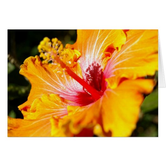 Orange Hibiscus Flower Side View Cards (Front Horizontal)