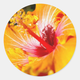 Orange Hibiscus Flower Side View Classic Round Sticker