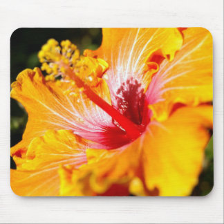 Orange Hibiscus Flower Side View Mouse Pad