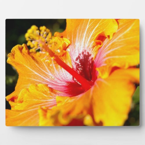 Orange Hibiscus Flower Side View Plaque