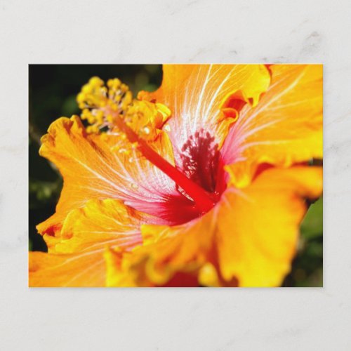 Orange Hibiscus Flower Side View Postcard