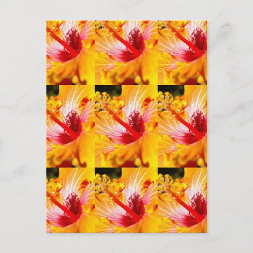 Orange Hibiscus Flower Side View Postcard