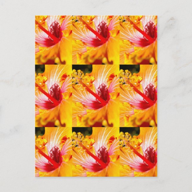 Orange Hibiscus Flower Side View Postcard (Front)
