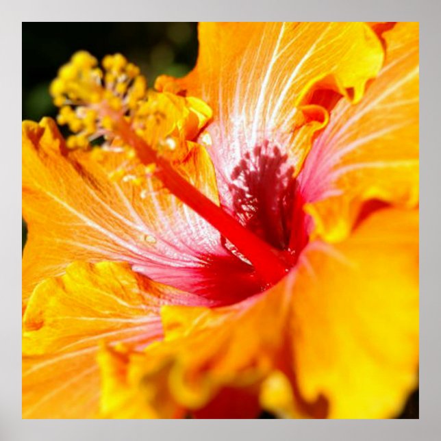 Orange Hibiscus Flower Side View Poster (Front)