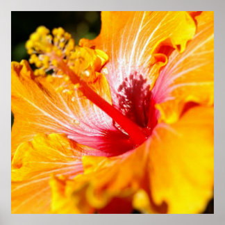 Orange Hibiscus Flower Side View Poster