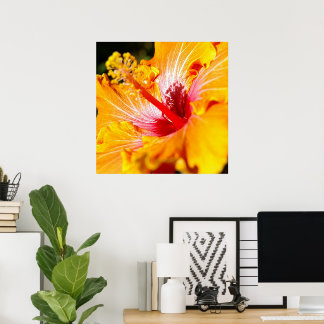 Orange Hibiscus Flower Side View Poster