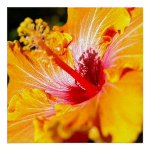 Orange Hibiscus Flower Side View Poster