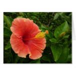 Orange Hibiscus Flower Tropical Floral Card
