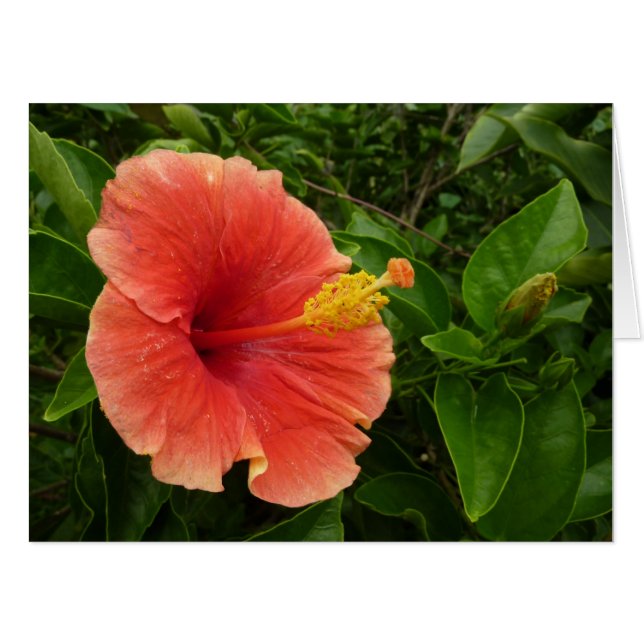 Orange Hibiscus Flower Tropical Floral Card (Front Horizontal)