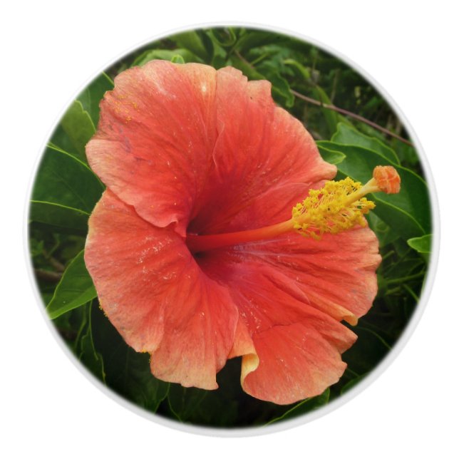 Orange Hibiscus Flower Tropical Floral Ceramic Knob (Front)
