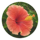 Orange Hibiscus Flower Tropical Floral Classic Round Sticker