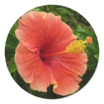 Orange Hibiscus Flower Tropical Floral Classic Round Sticker