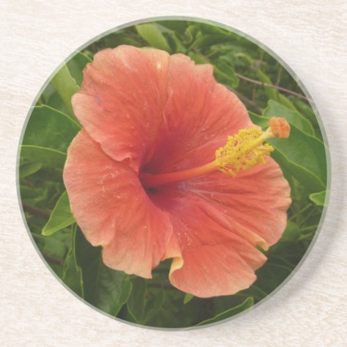 Orange Hibiscus Flower Tropical Floral Coaster