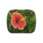 Orange Hibiscus Flower Tropical Floral Jelly Belly Tin