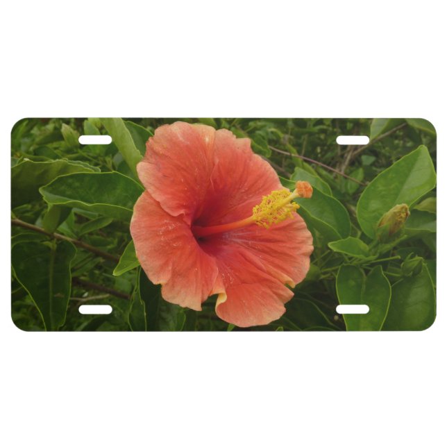 Orange Hibiscus Flower Tropical Floral License Plate (Front)