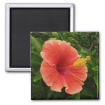 Orange Hibiscus Flower Tropical Floral Magnet