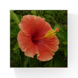 Orange Hibiscus Flower Tropical Floral Paperweight