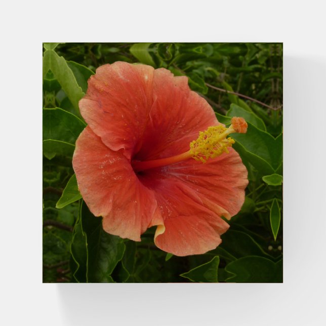 Orange Hibiscus Flower Tropical Floral Paperweight (Front)