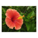 Orange Hibiscus Flower Tropical Floral Photo Print