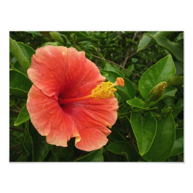 Orange Hibiscus Flower Tropical Floral Photo Print (Front)
