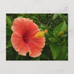 Orange Hibiscus Flower Tropical Floral Postcard
