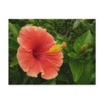 Orange Hibiscus Flower Tropical Floral Postcard
