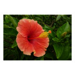 Orange Hibiscus Flower Tropical Floral Poster