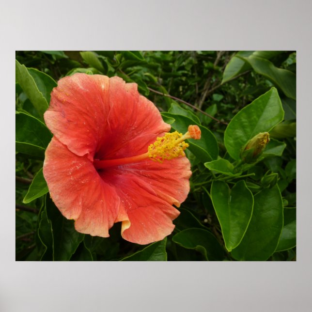 Orange Hibiscus Flower Tropical Floral Poster (Front)
