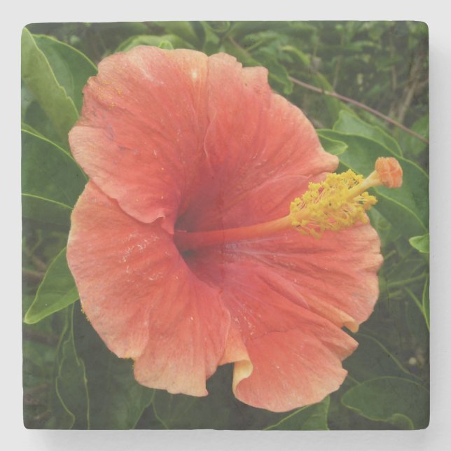 Orange Hibiscus Flower Tropical Floral Stone Coaster (Front)
