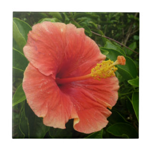 Orange Hibiscus Flower Tropical Floral Tile