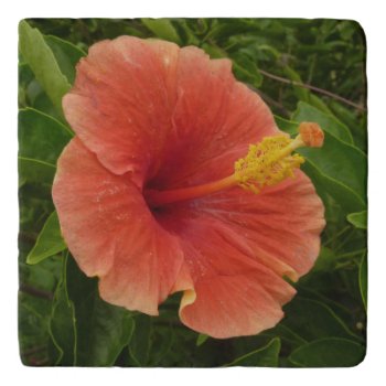 Orange Hibiscus Flower Tropical Floral Trivet by mlewallpapers at Zazzle