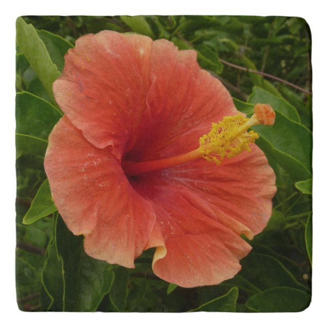 Orange Hibiscus Flower Tropical Floral Trivet (Front)