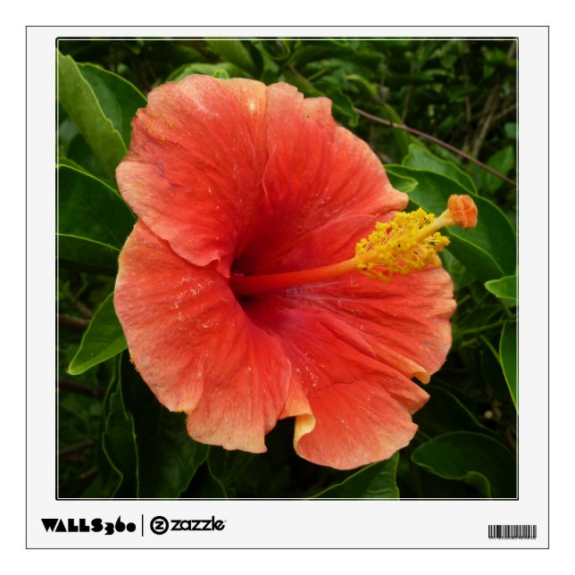 Orange Hibiscus Flower Tropical Floral Wall Sticker (Front)