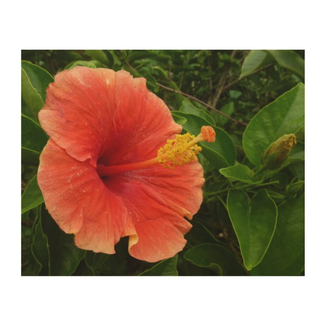 Orange Hibiscus Flower Tropical Floral Wood Wall Art (Front)