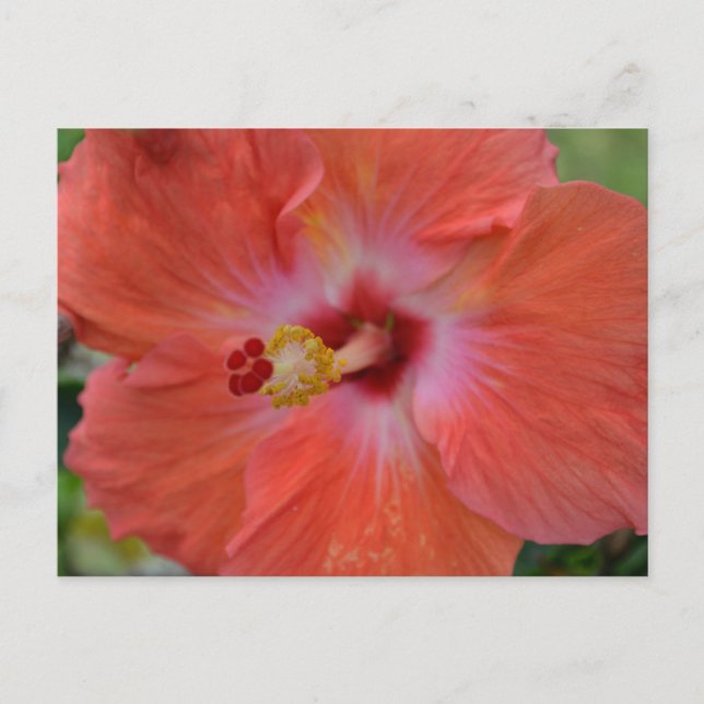Orange Hibiscus Postcard (Front)