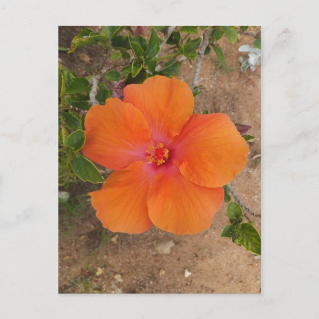 Orange Hibiscus postcard, customize Postcard (Front)