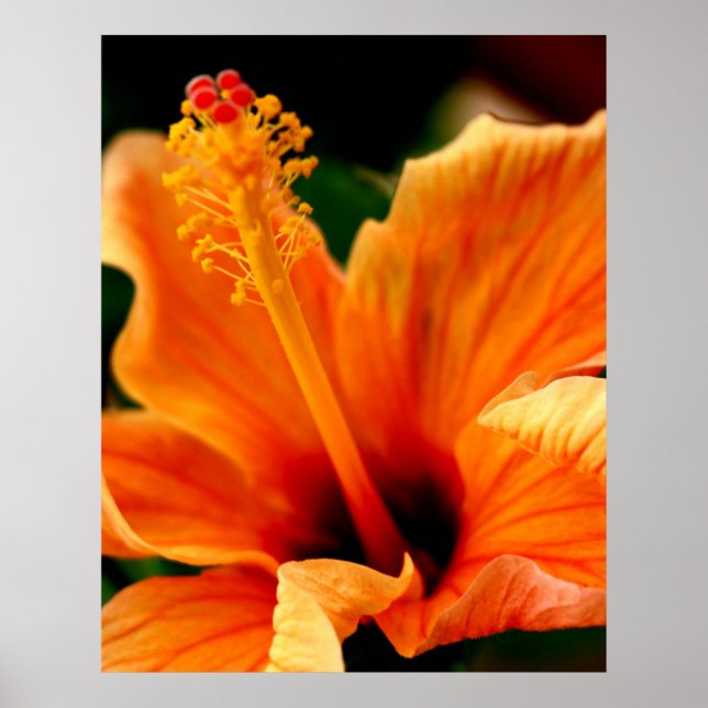 Orange Hibiscus Poster (Front)